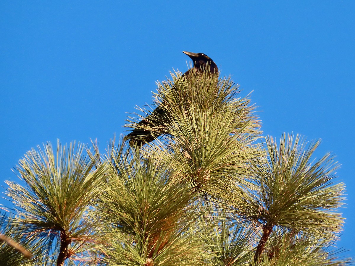 Cuervo Grande - ML646028680