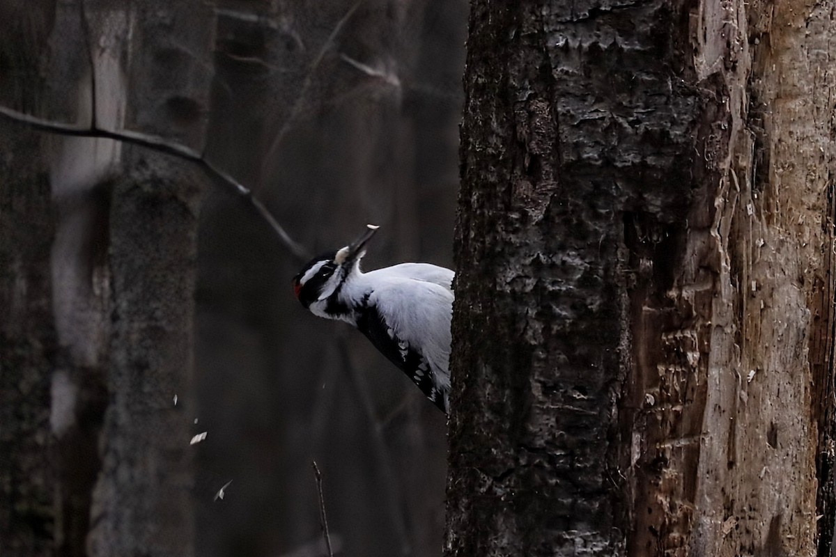 Pico Velloso - ML646028681