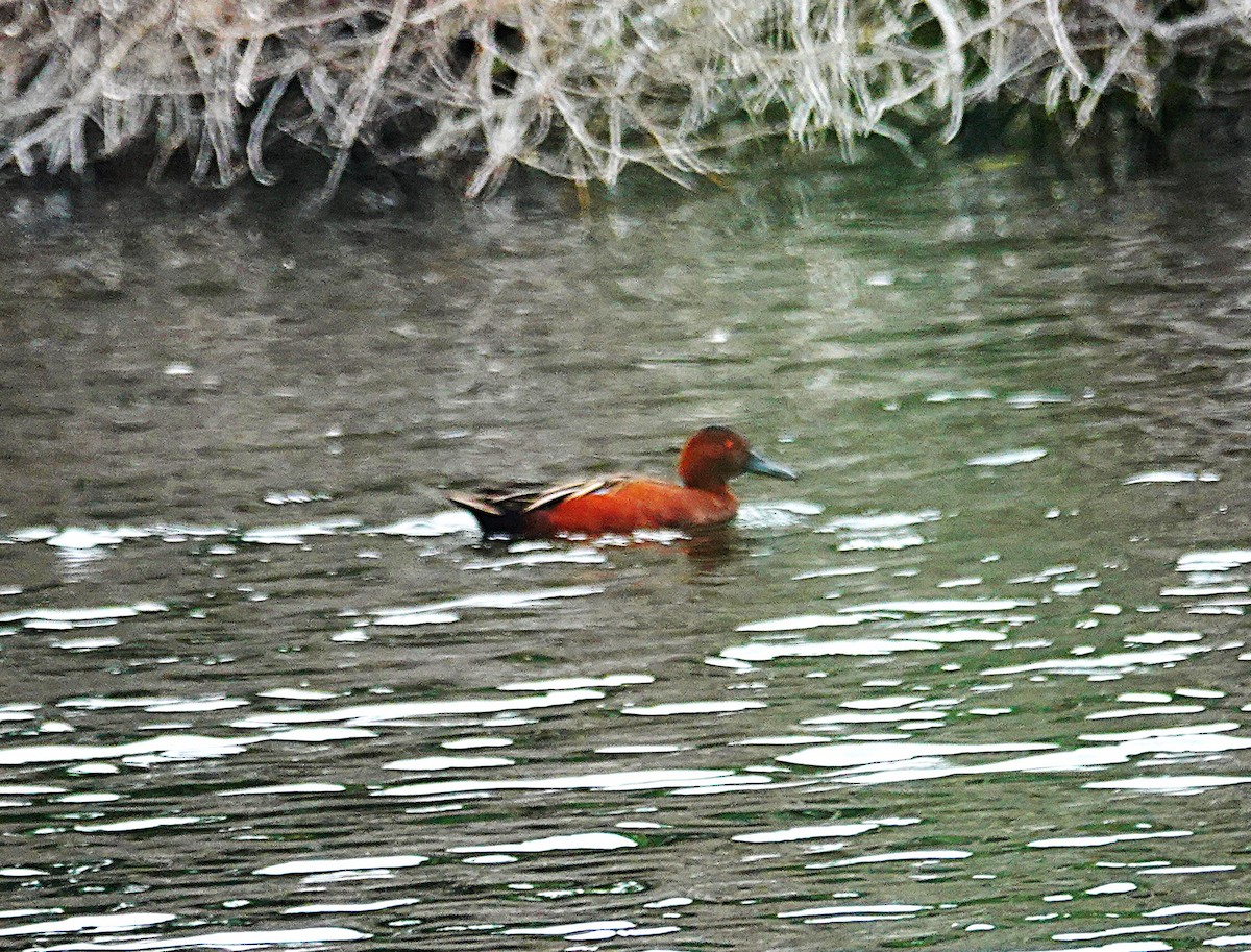 Cerceta Colorada - ML646028682