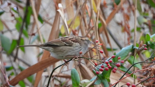 White-throated Sparrow - ML646028683