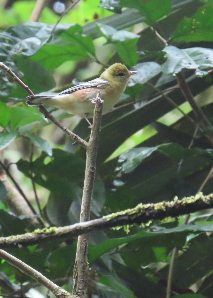 Reinita Castaña - ML646028684