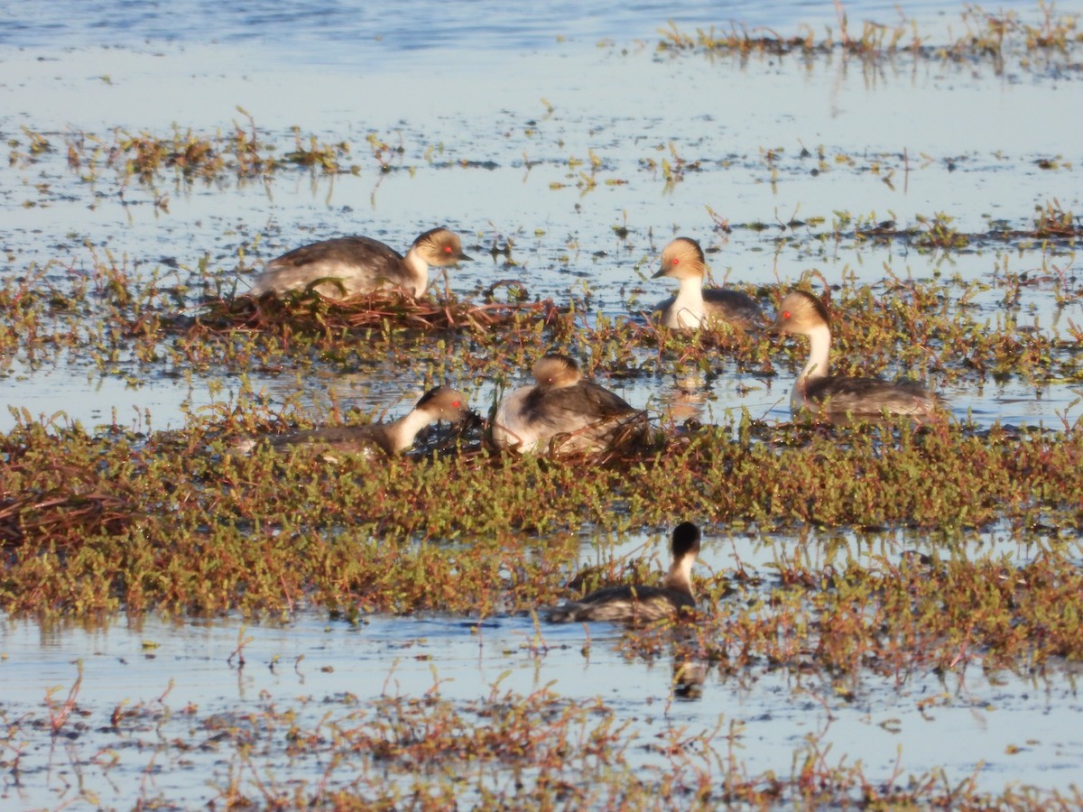 Zampullín Plateado - ML646028685