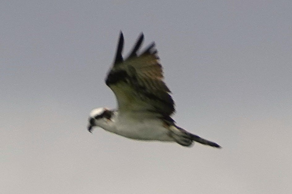 Osprey - ML646028688