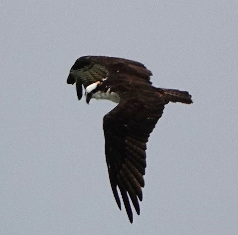 Osprey - ML646028689