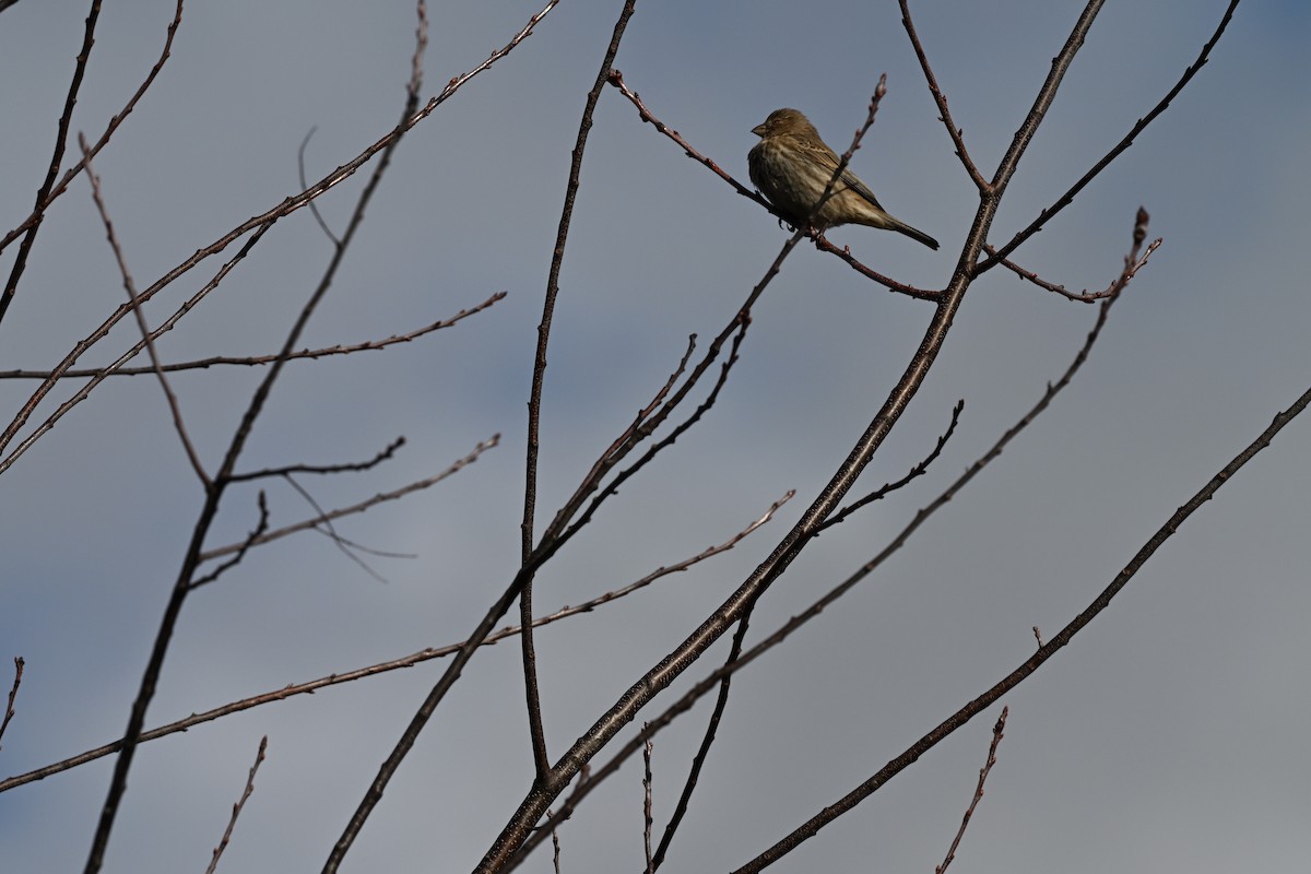 Chingolo Cantor - ML646028690