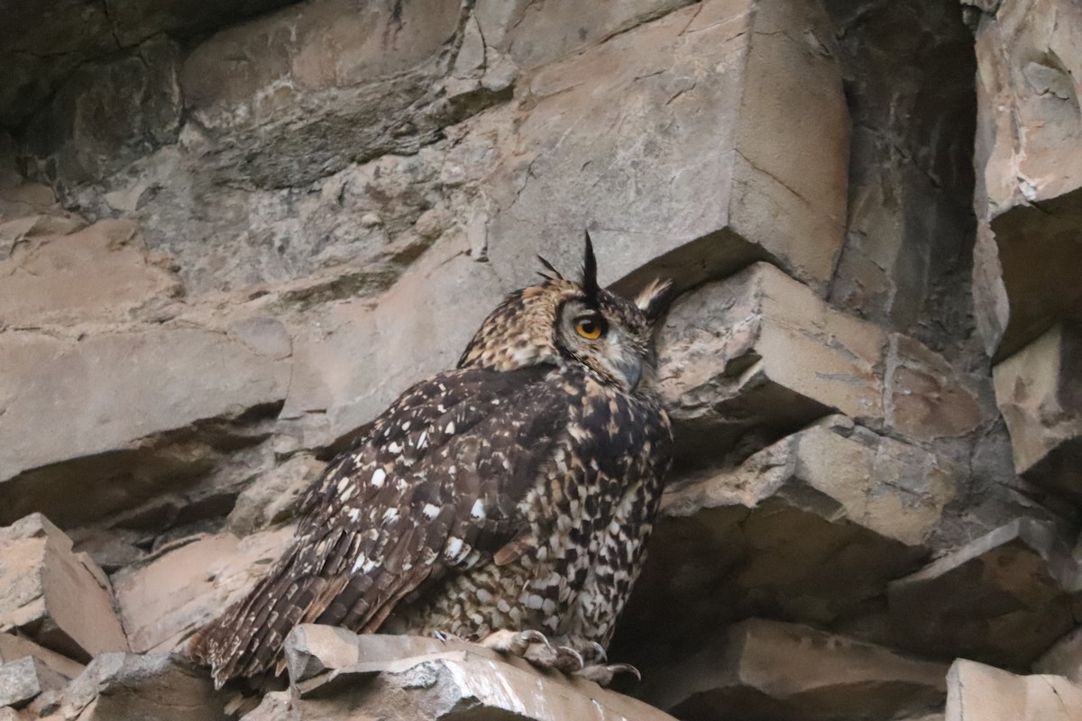 Cape Eagle-Owl - ML646028692