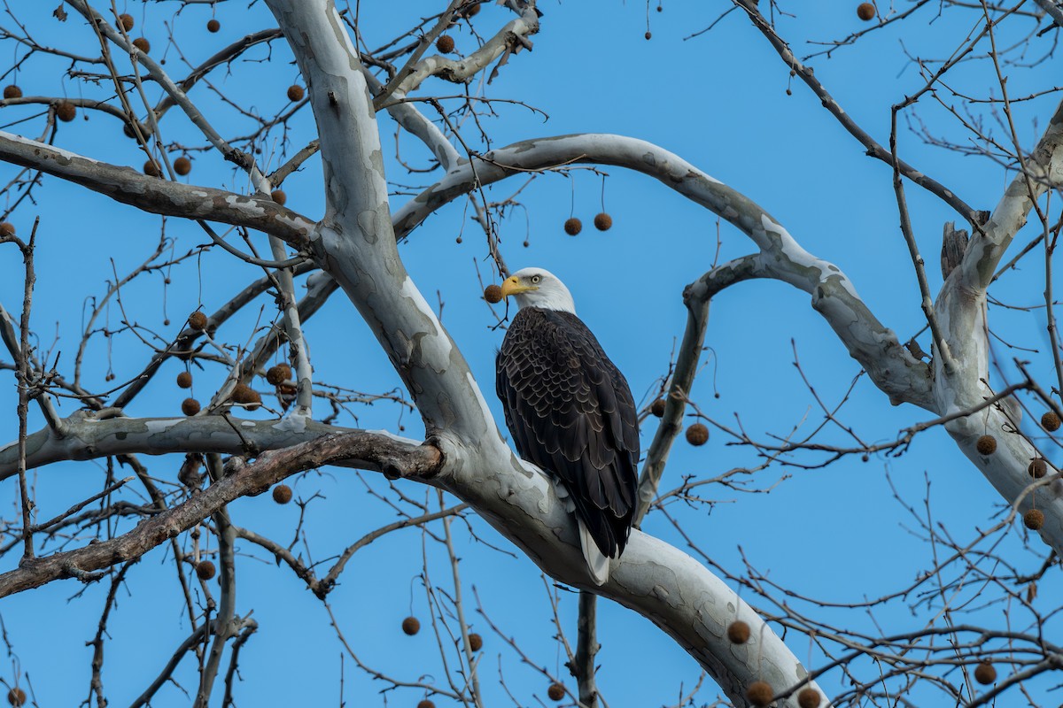 Pygargue à tête blanche - ML646028693