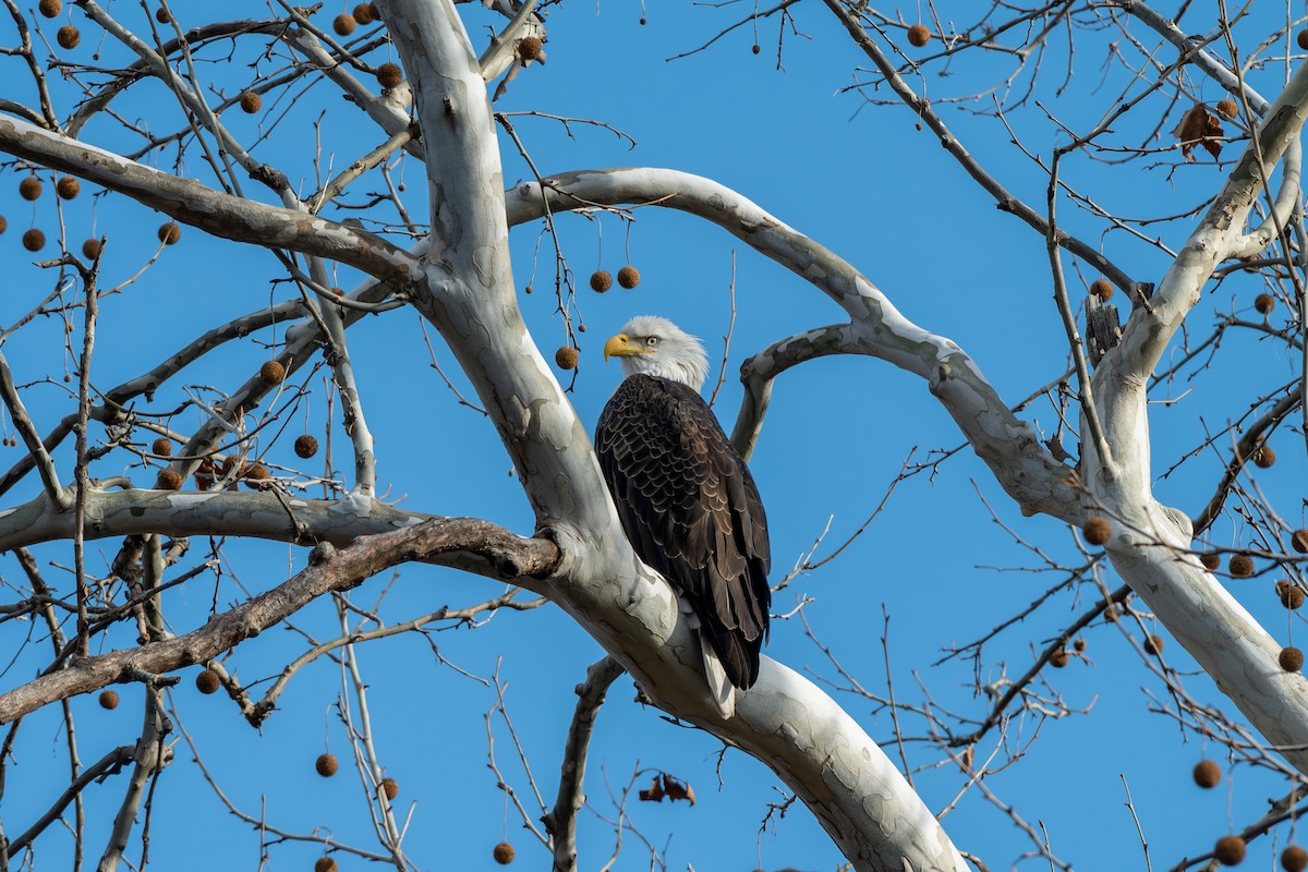 Pygargue à tête blanche - ML646028694