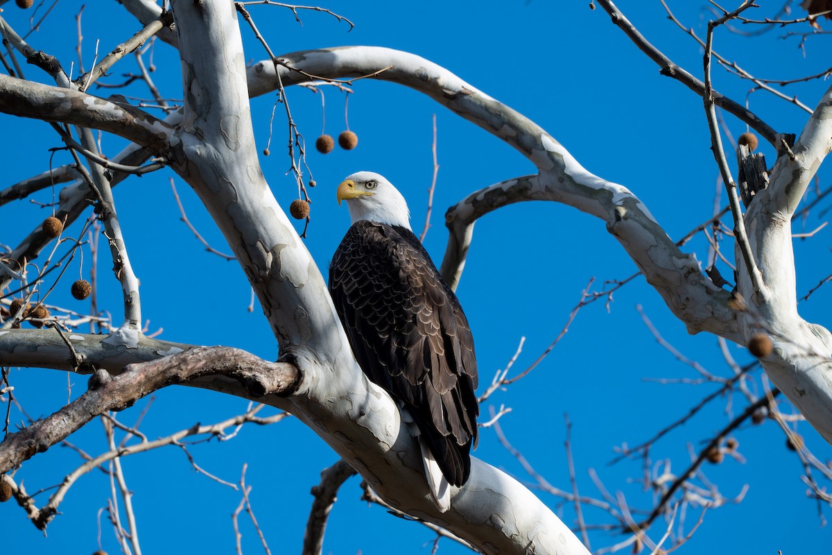 Pygargue à tête blanche - ML646028695