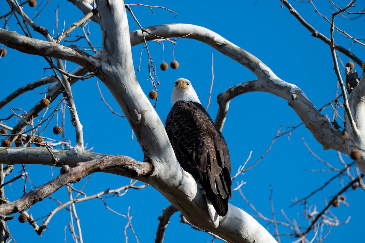 Pygargue à tête blanche - ML646028696