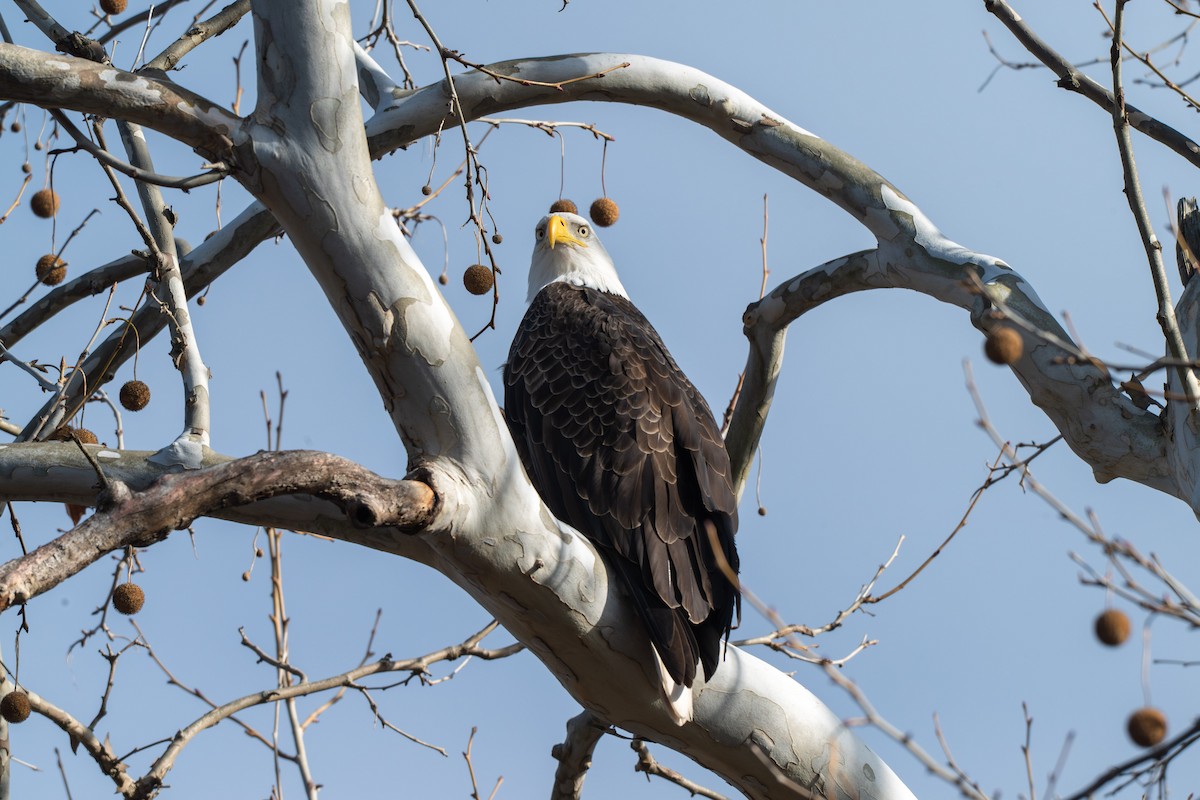 Pygargue à tête blanche - ML646028699