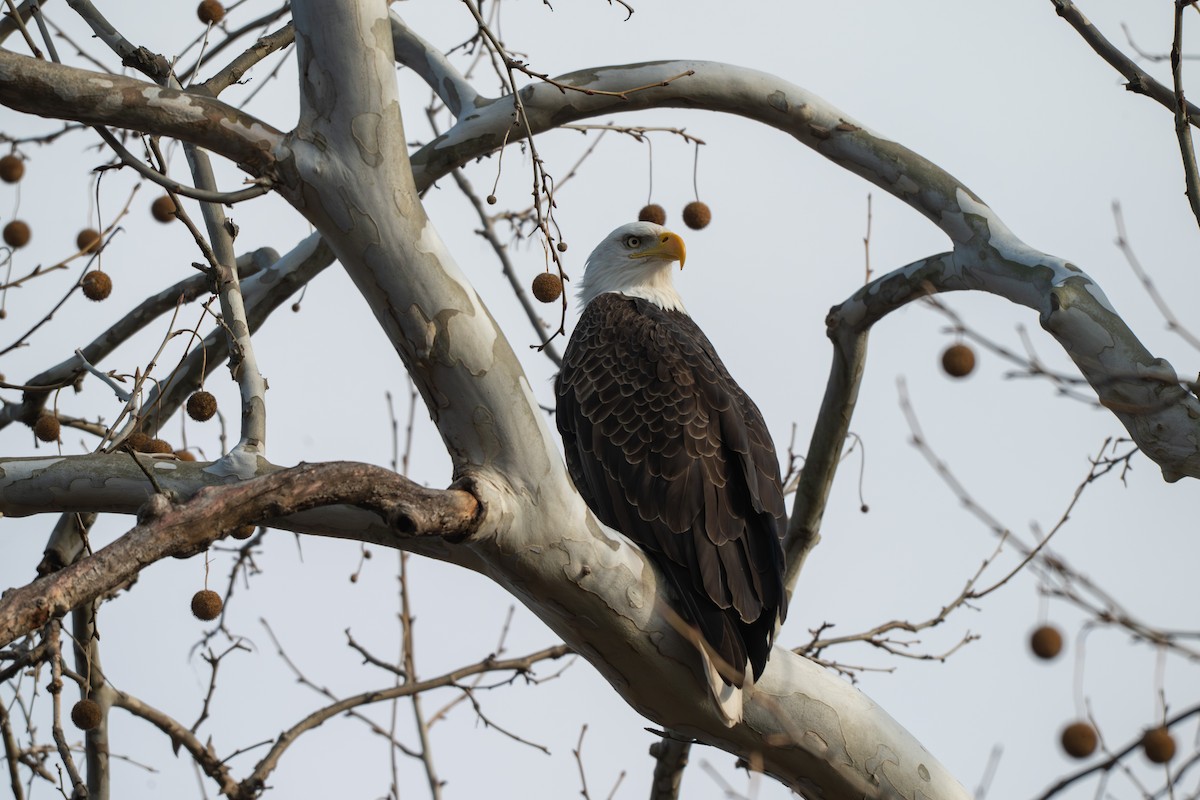 Pygargue à tête blanche - ML646028701