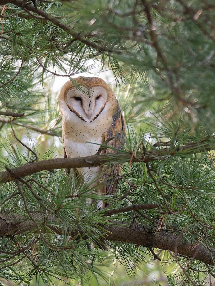 American Barn Owl - ML646028703