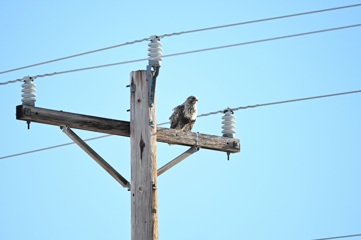 Rough-legged Hawk - ML646028704