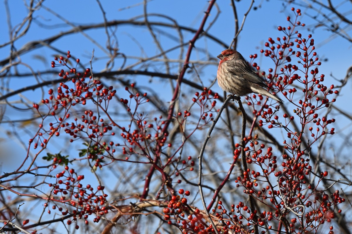 House Finch - ML646028705
