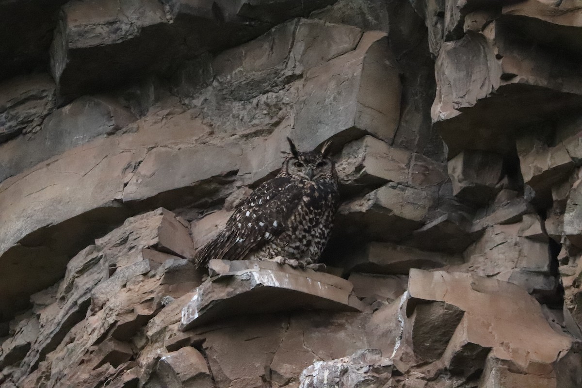 Cape Eagle-Owl - ML646028706