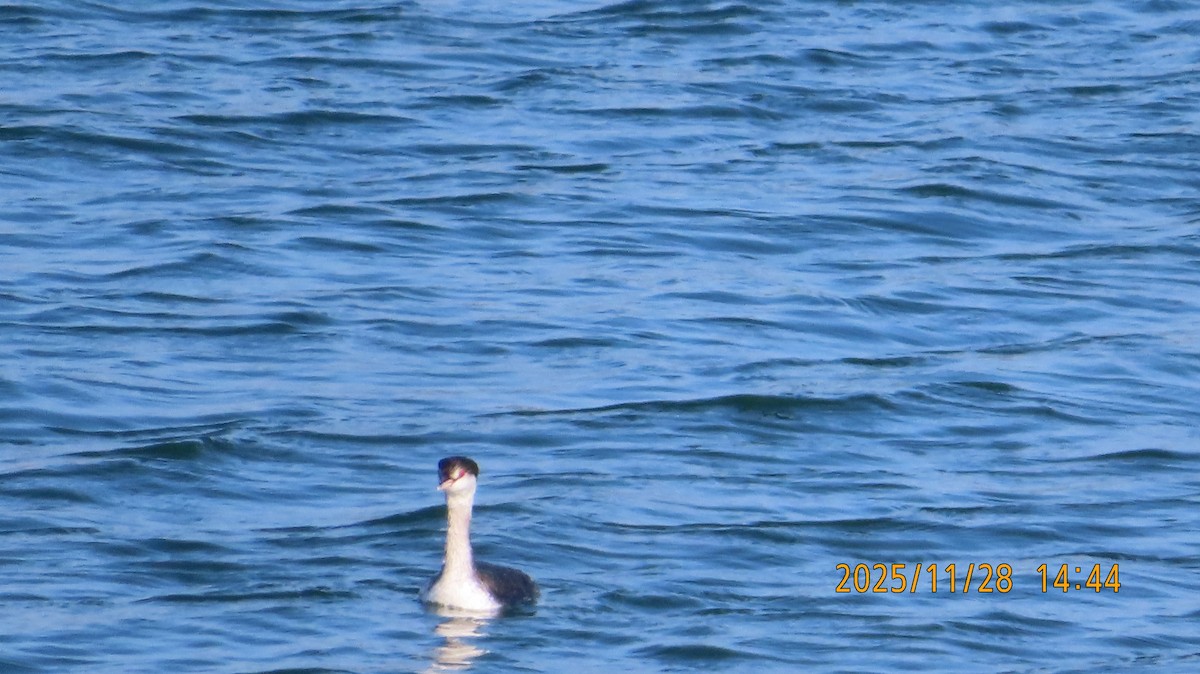 Красношейная поганка - ML646028708