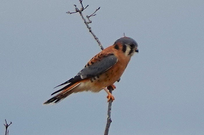 American Kestrel - ML646028710