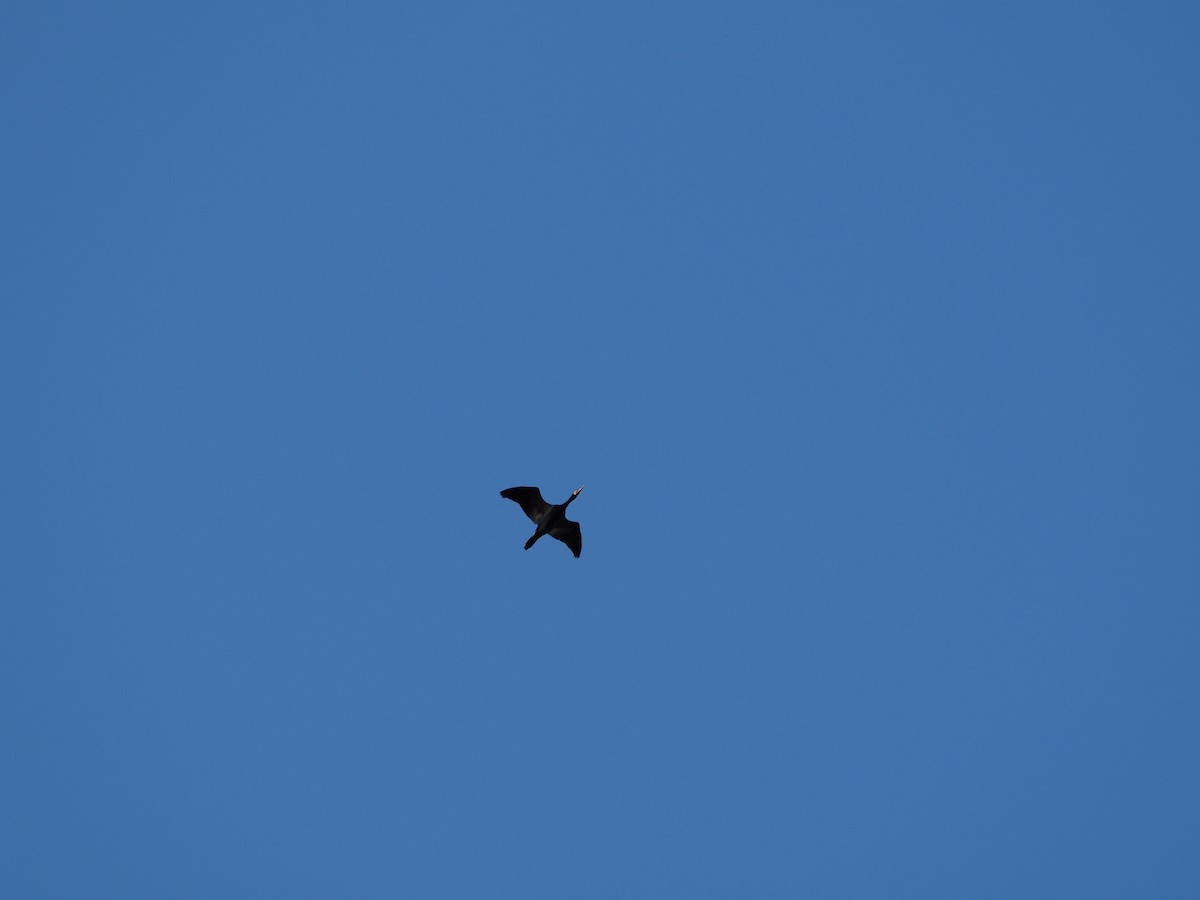 Great Cormorant - ML646028711