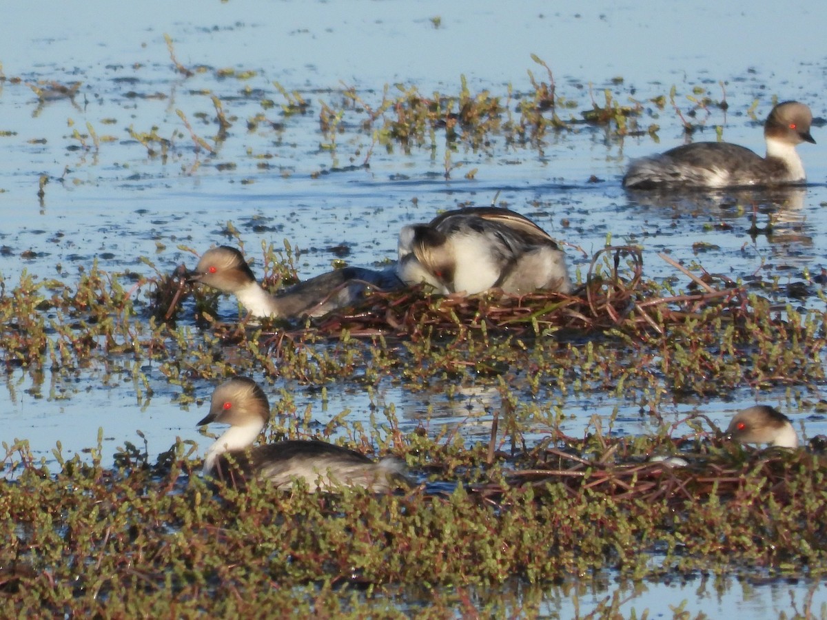 Silvery Grebe - ML646028712