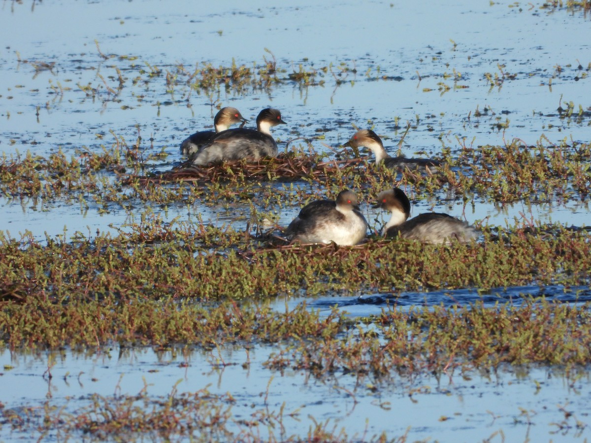 Silvery Grebe - ML646028713