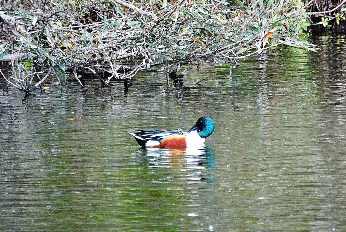 Kaşıkgaga - ML646028714