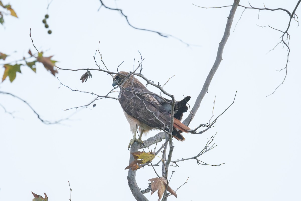 Red-tailed Hawk - ML646028715