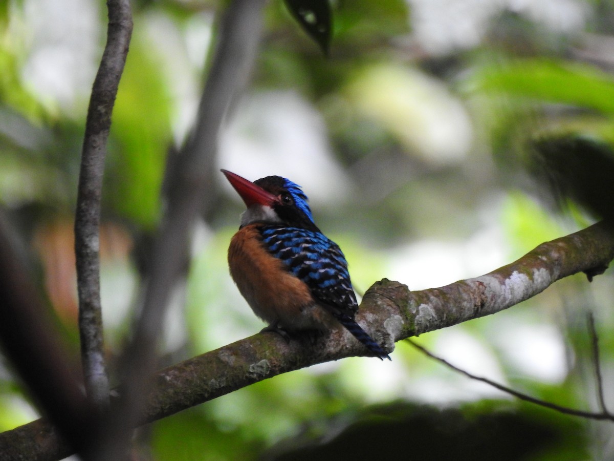 Banded Kingfisher - ML646028716