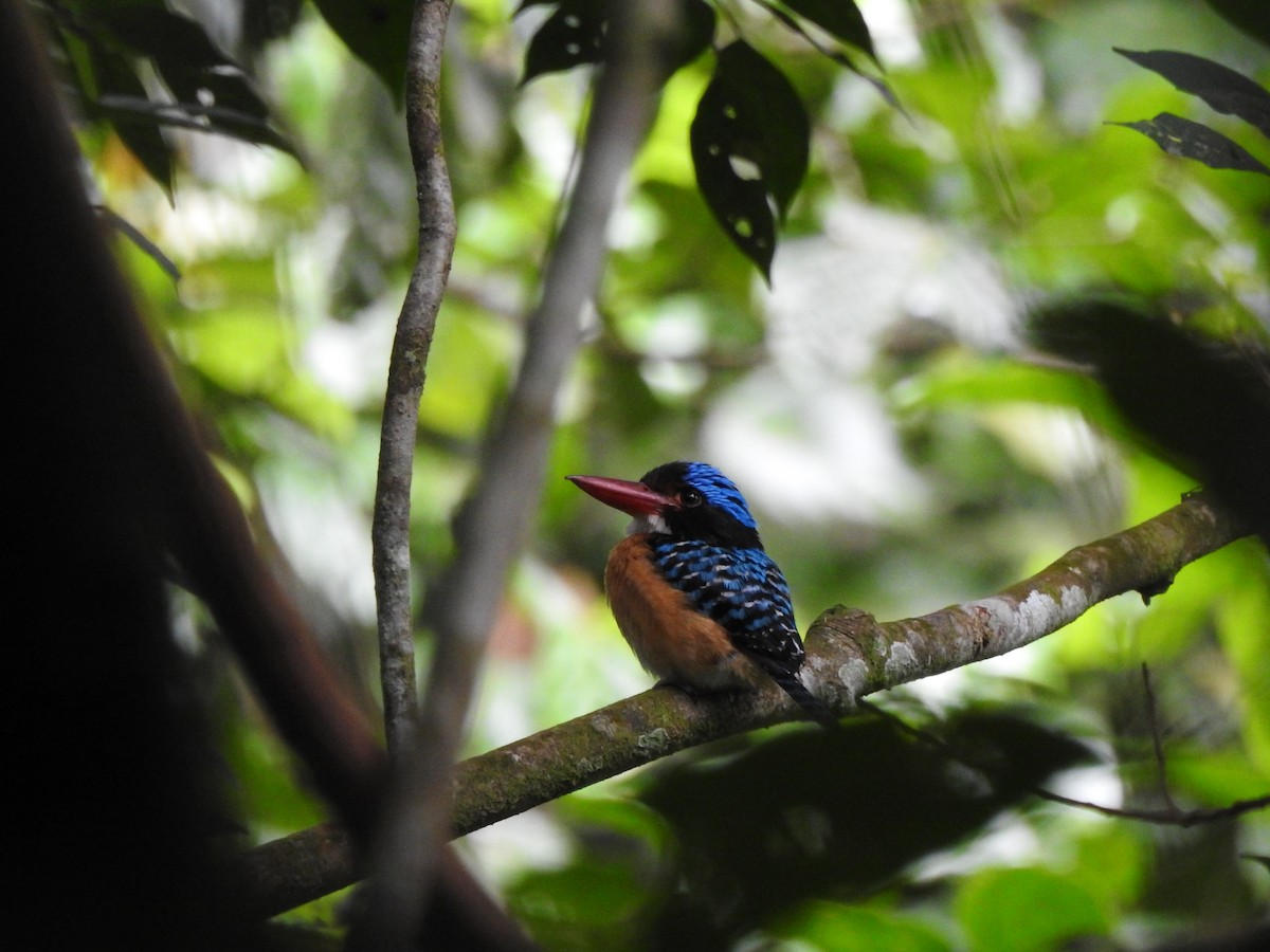 Banded Kingfisher - ML646028717
