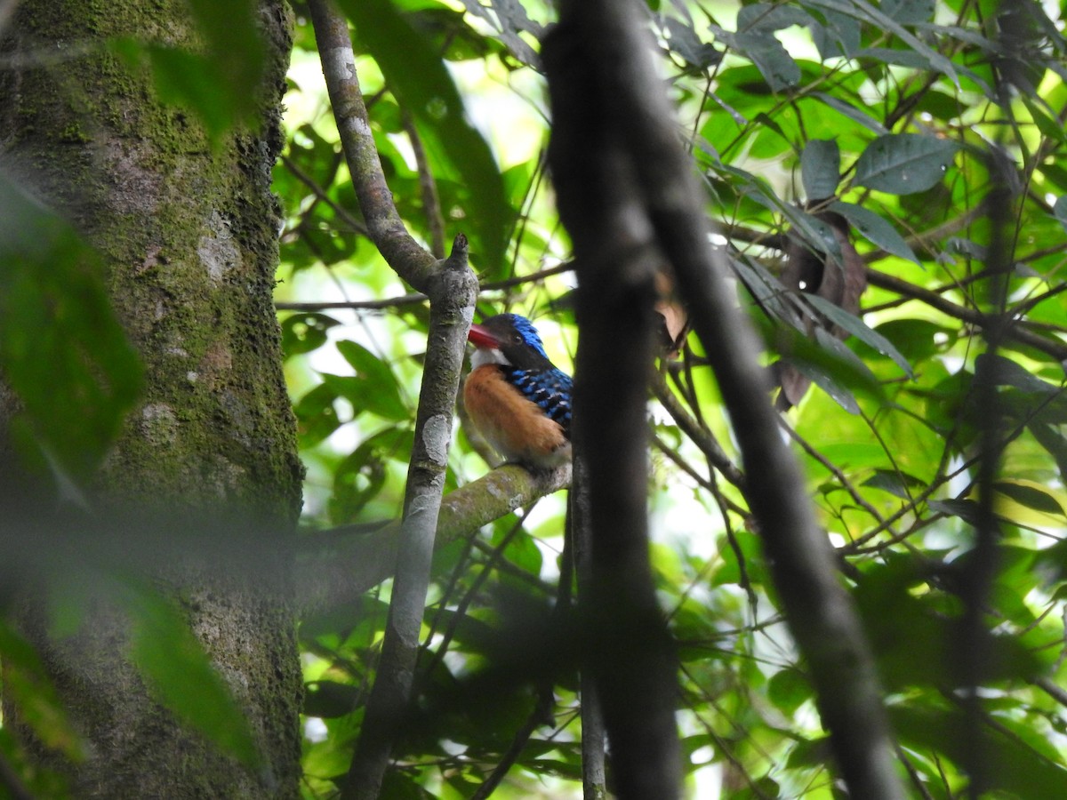 Banded Kingfisher - ML646028718