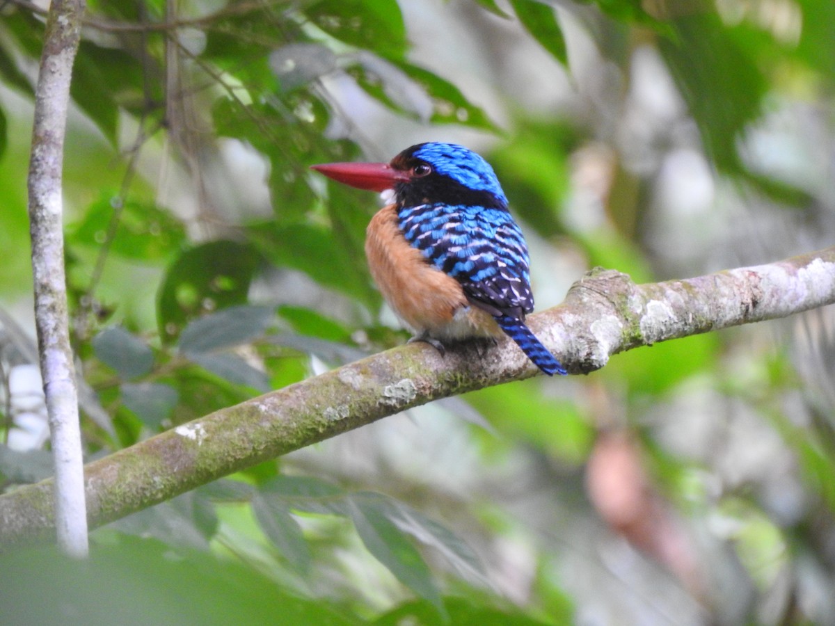Banded Kingfisher - ML646028719
