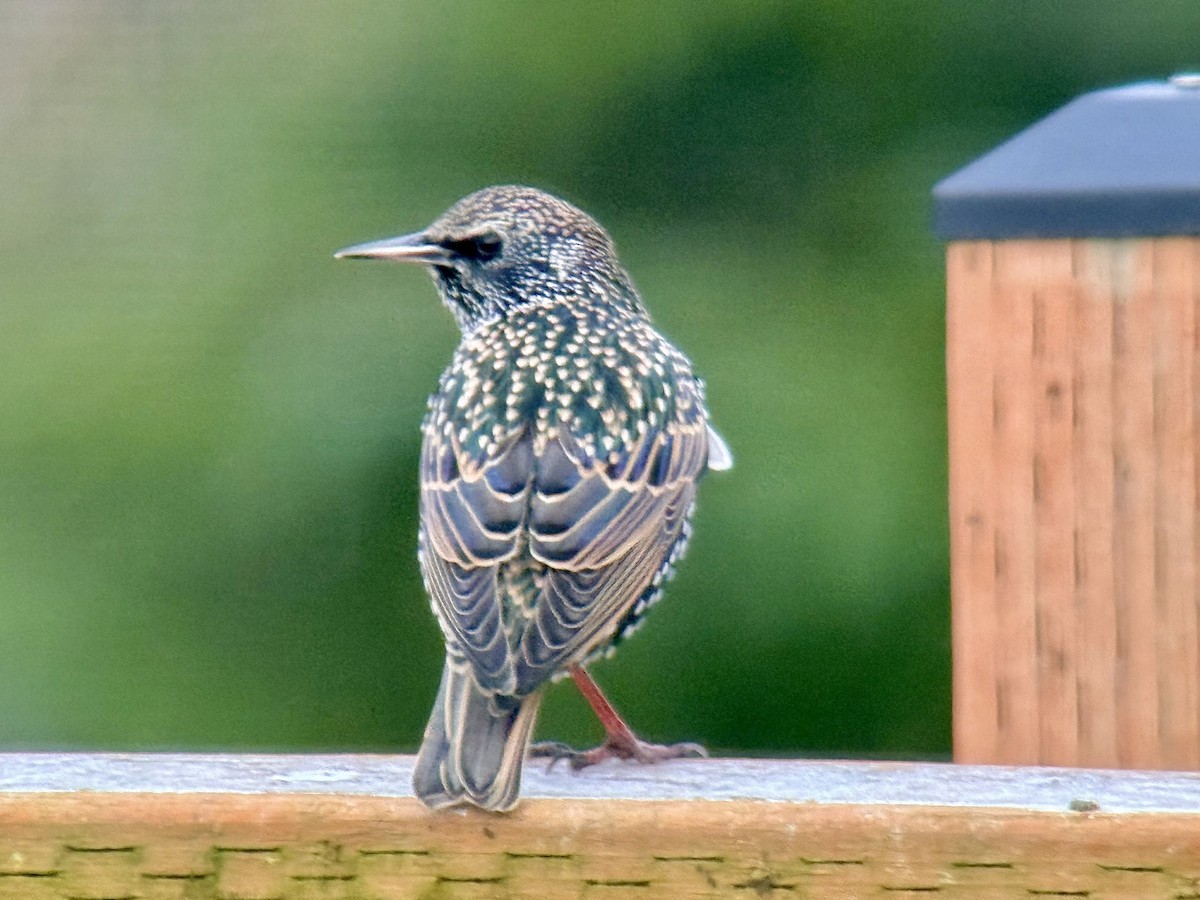 European Starling - ML646028721