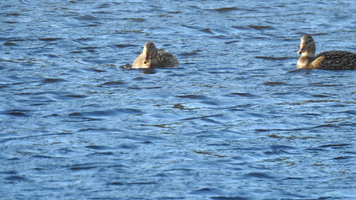 Mallard - ML646028723