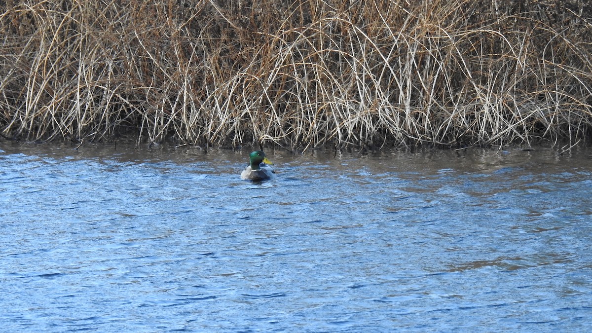 Mallard - ML646028726