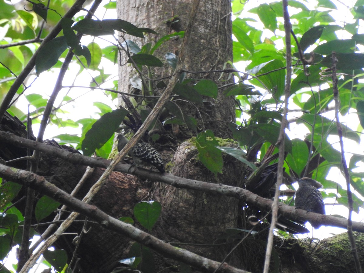 Gray-and-buff Woodpecker - ML646028732