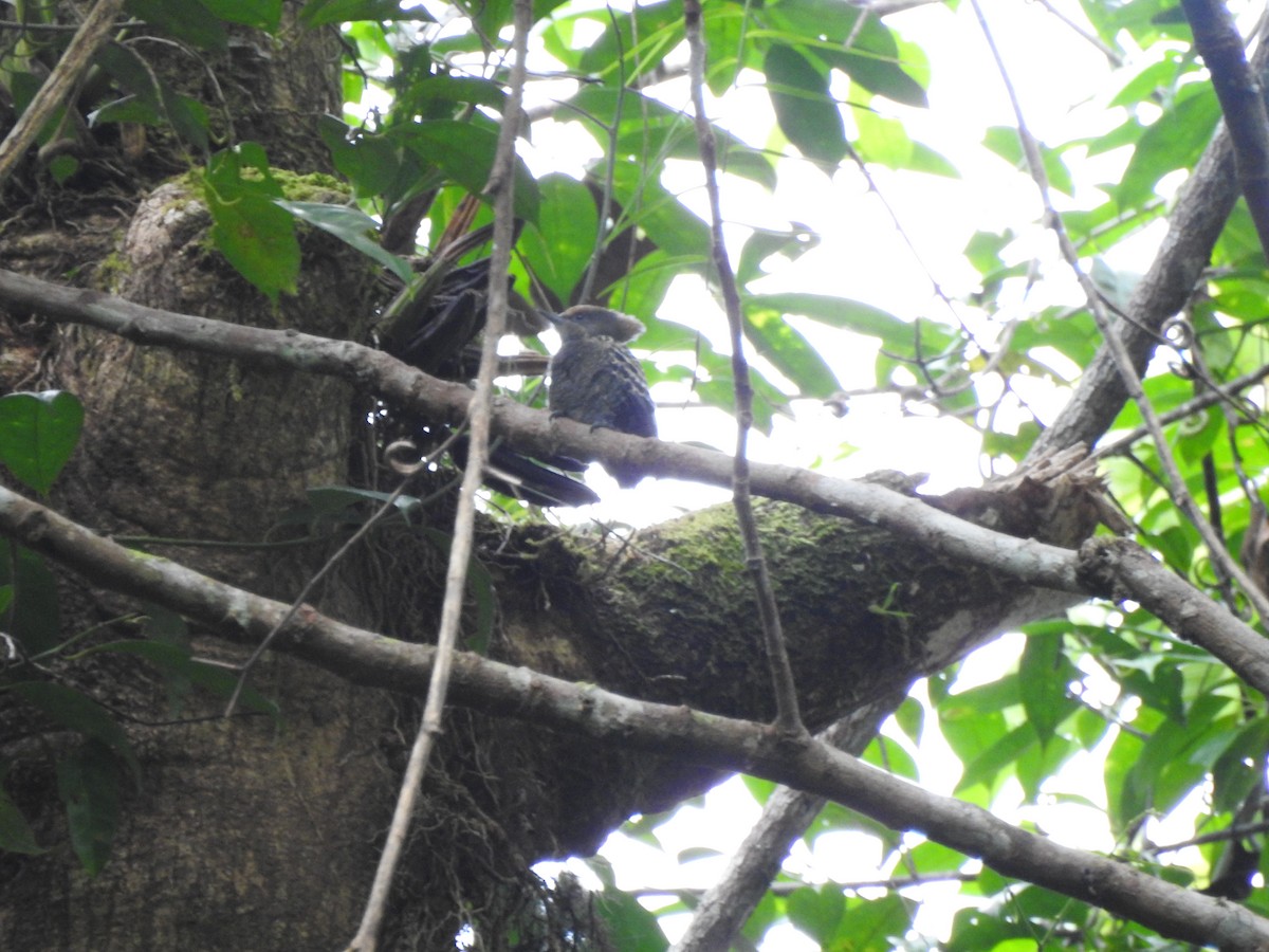 Gray-and-buff Woodpecker - ML646028733