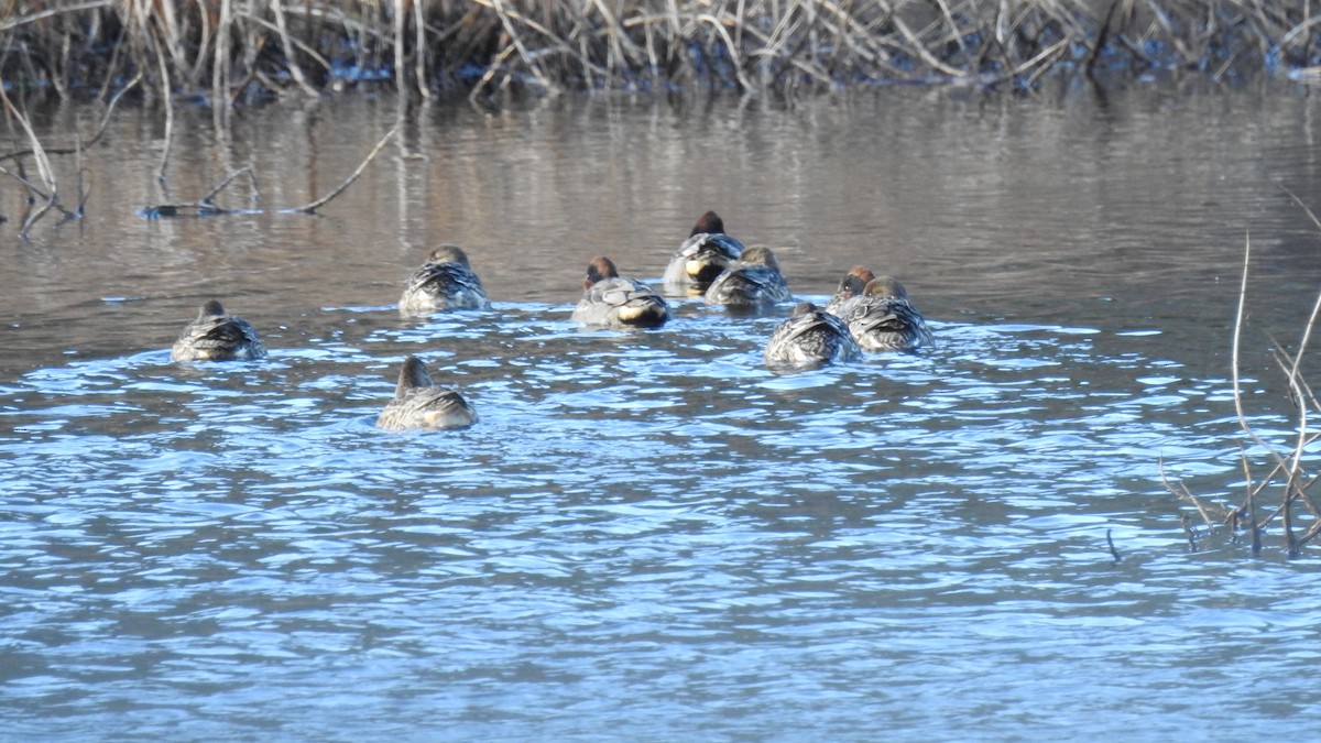 Green-winged Teal - ML646028734
