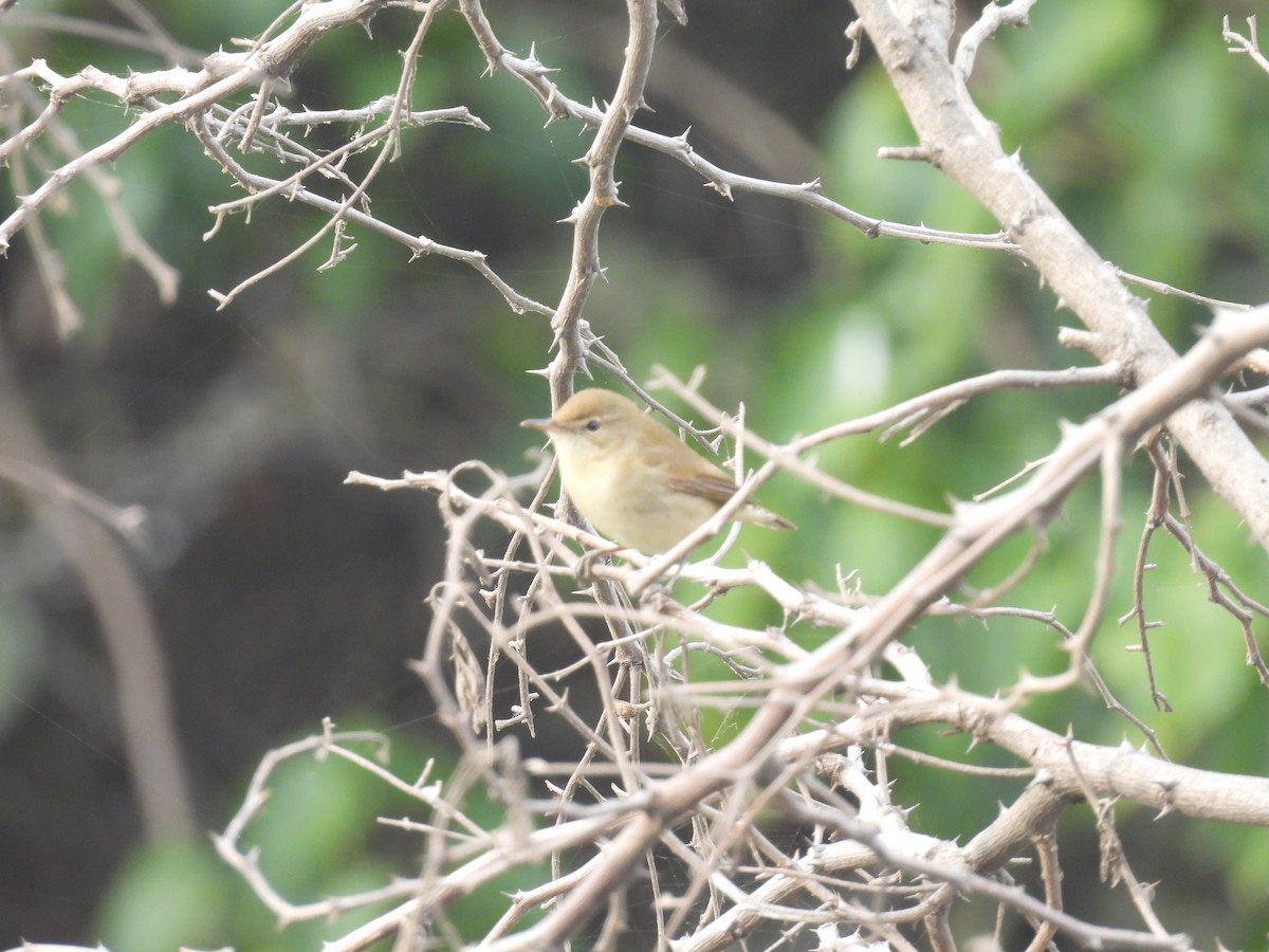 Blyth's Reed Warbler - ML646028740
