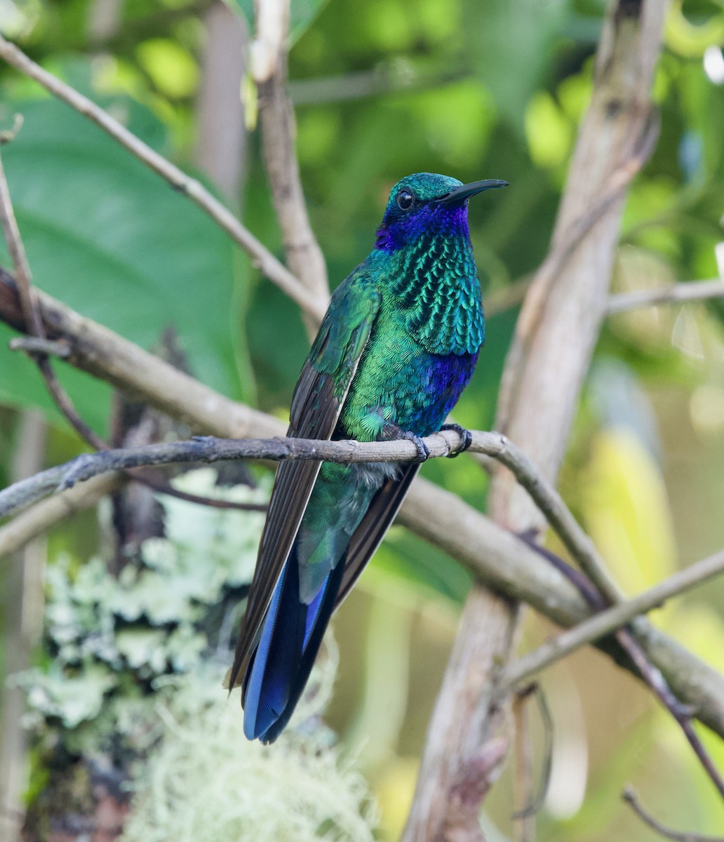 Колібрі синьочеревий - ML646028741