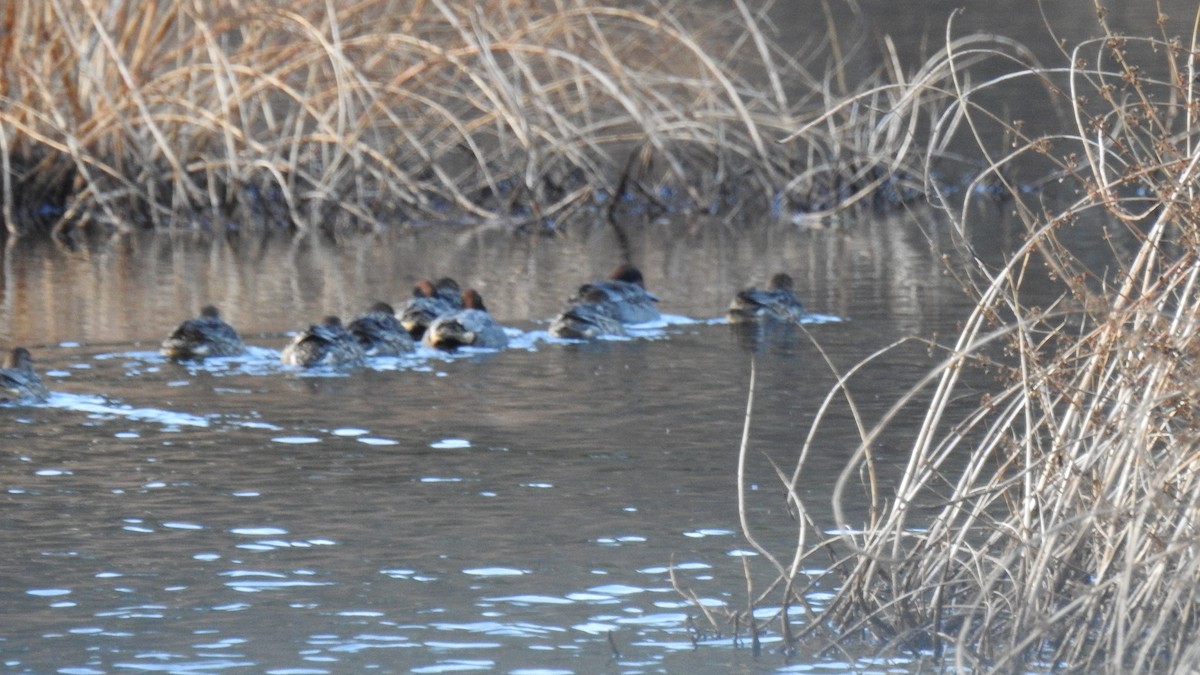 Green-winged Teal - ML646028742