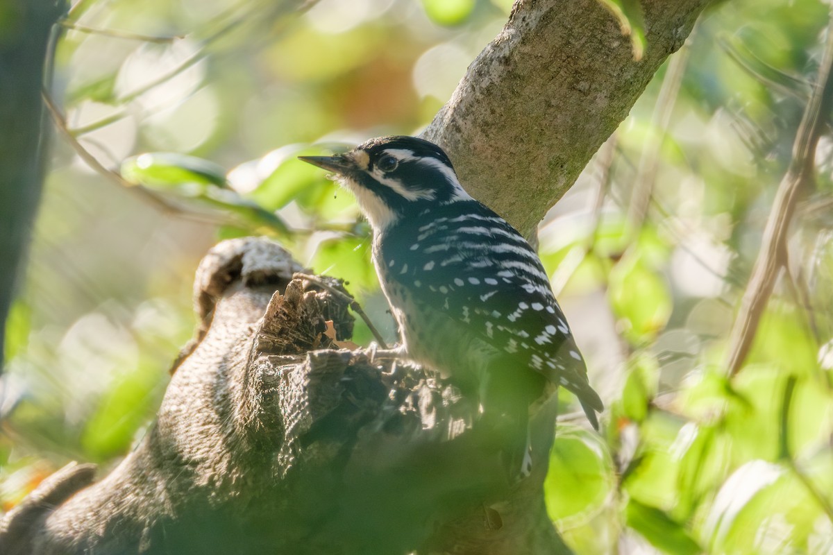 Nuttall's Woodpecker - ML646028743