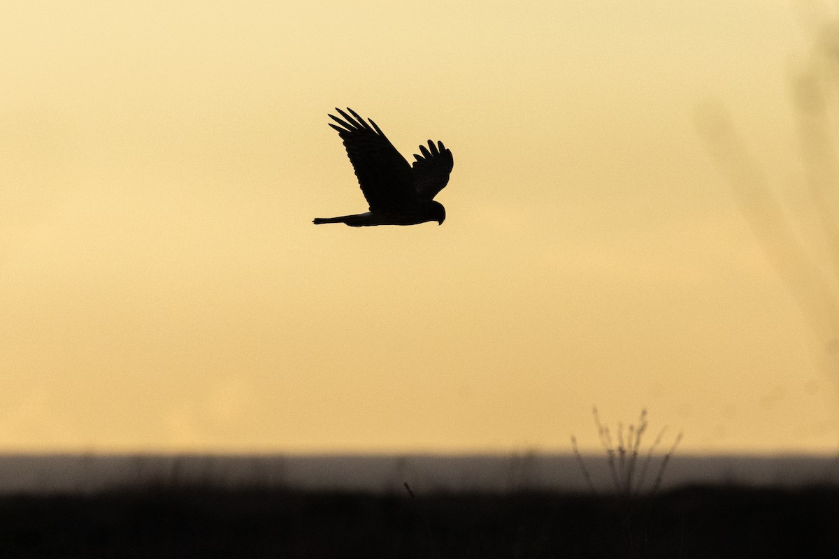 Лунь американський - ML646028751