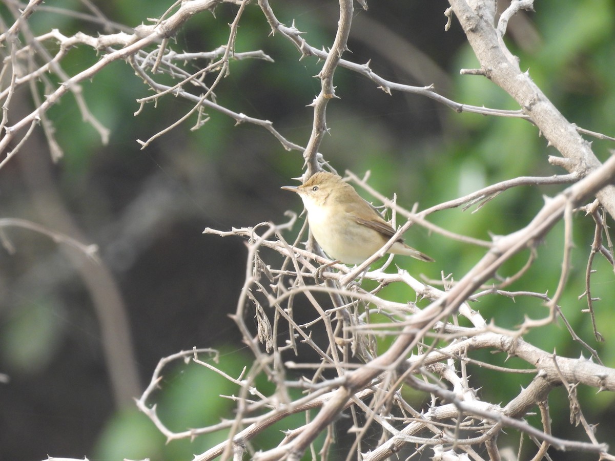 Blyth's Reed Warbler - ML646028752