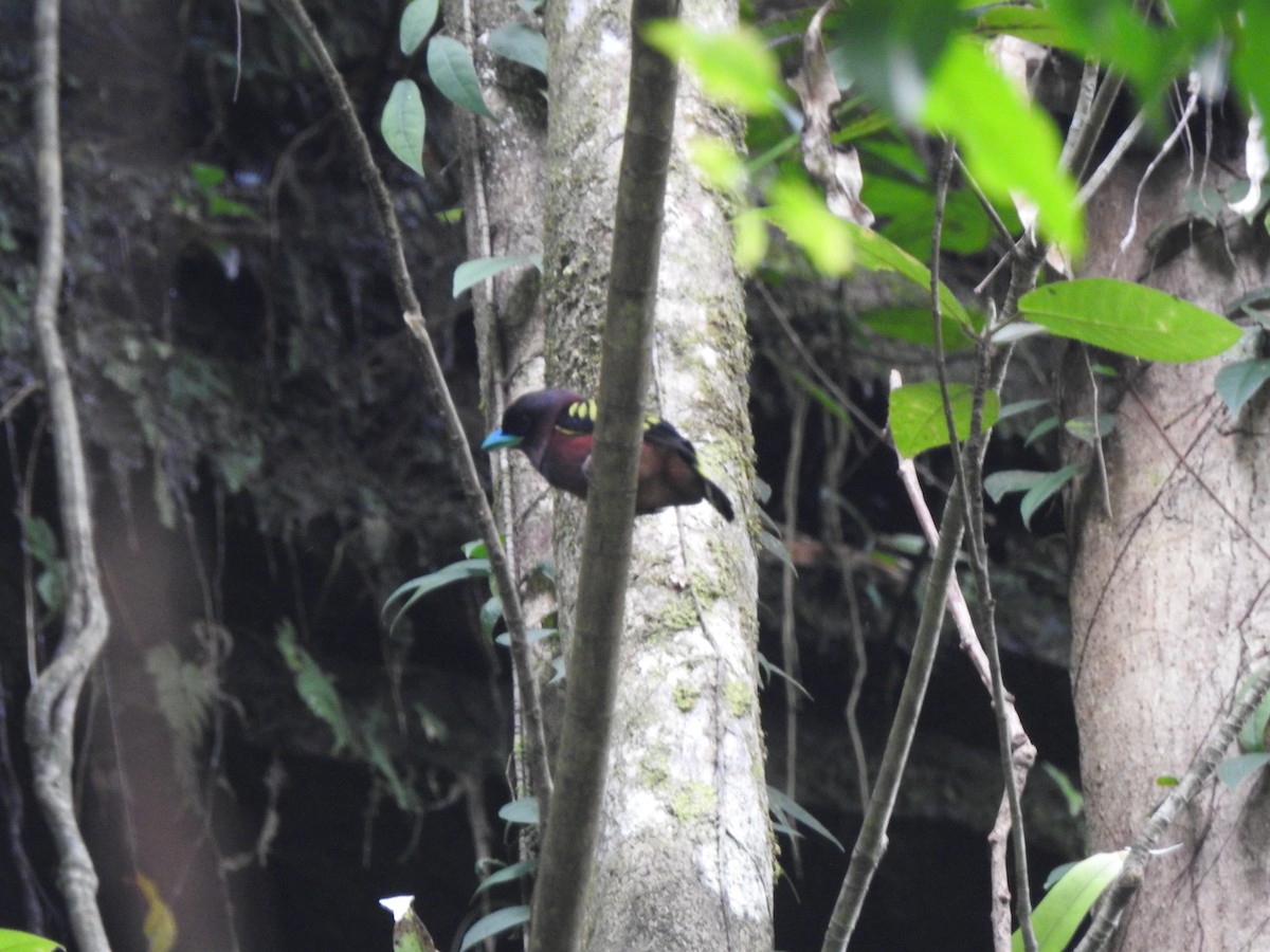 Banded Broadbill - ML646028756