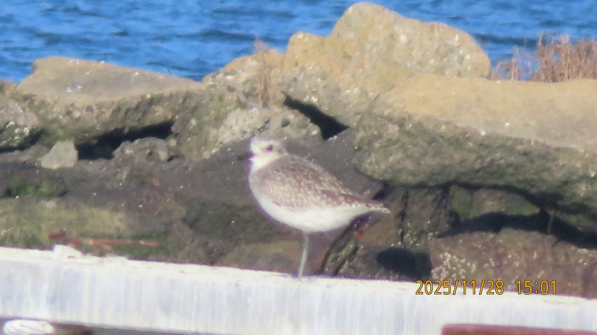 ダイゼン - ML646028757