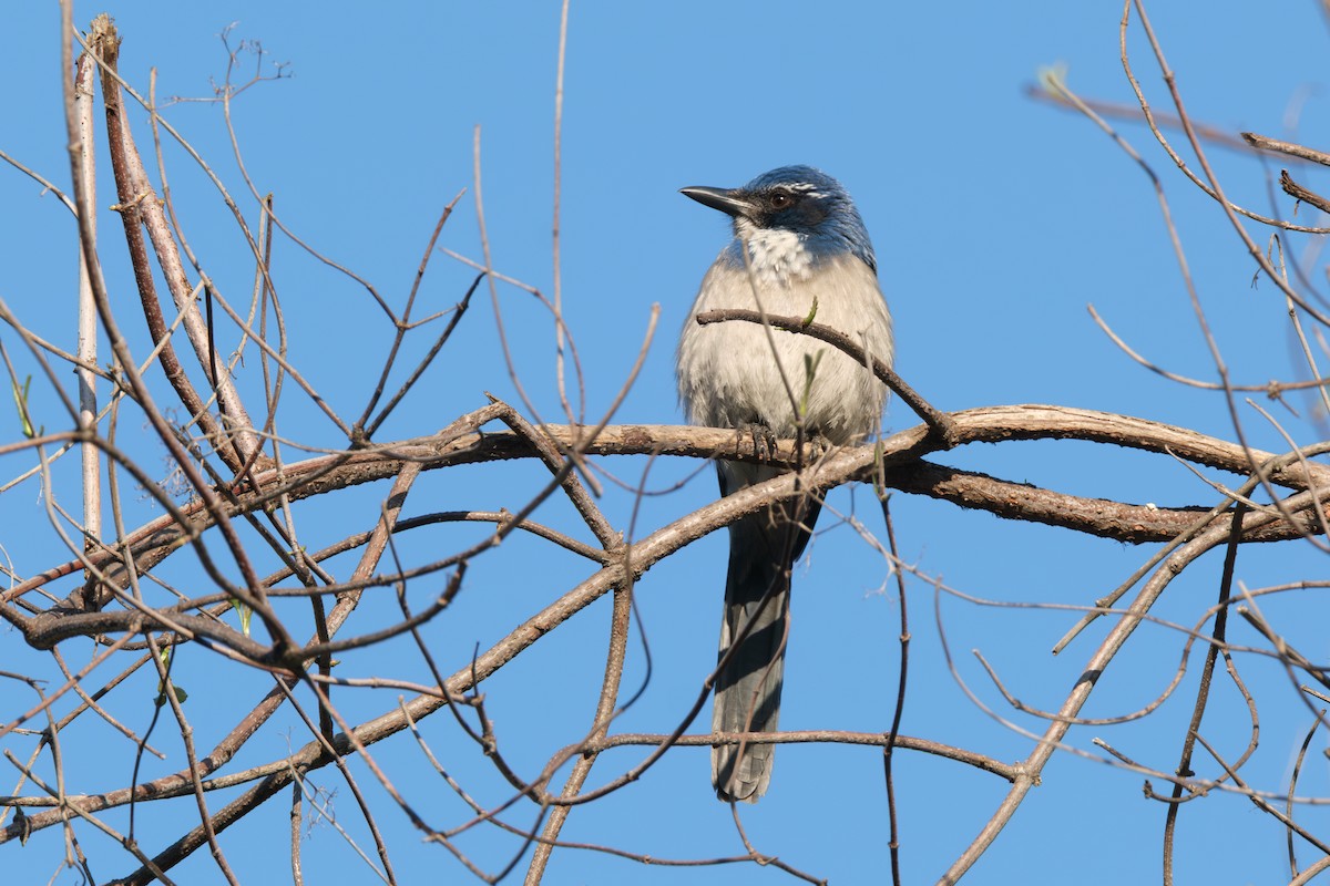 California Scrub-Jay - ML646028758