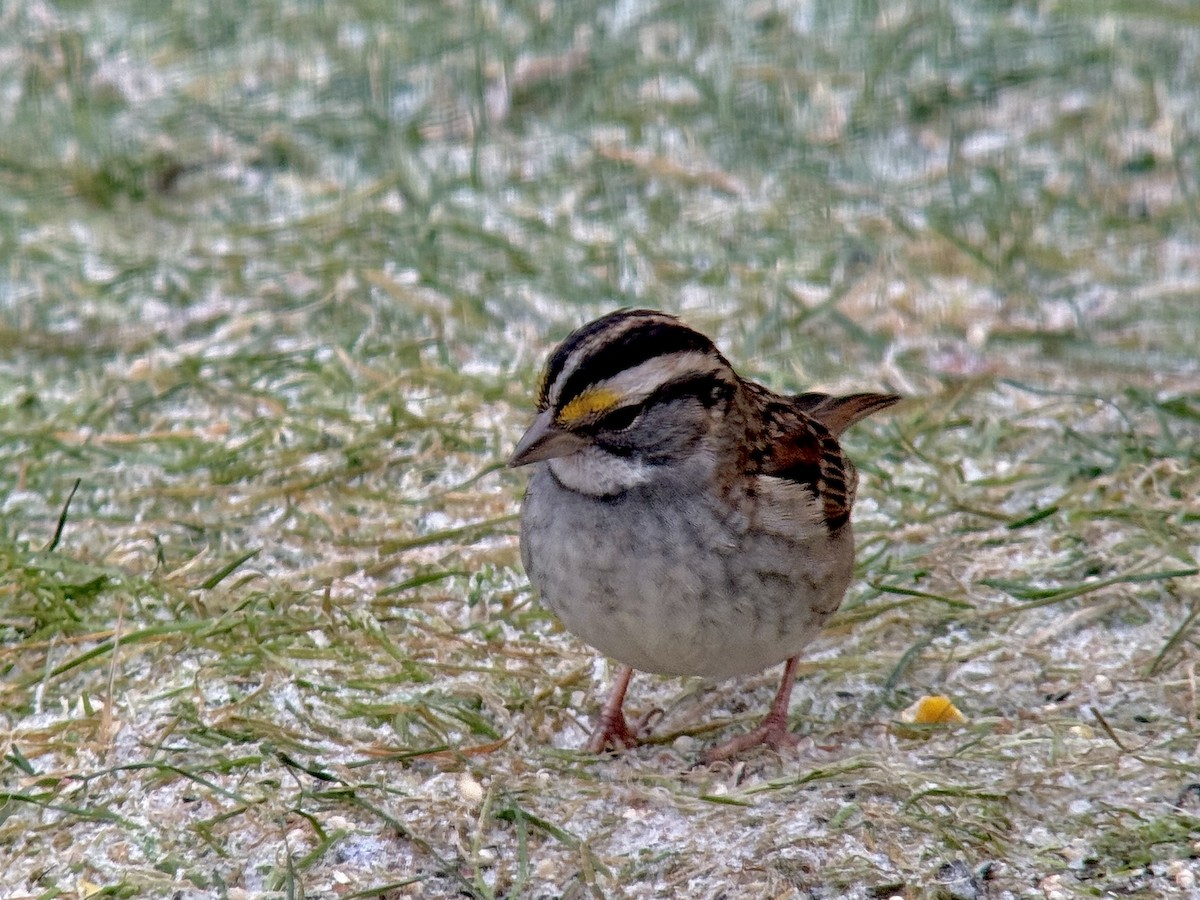 White-throated Sparrow - ML646028759