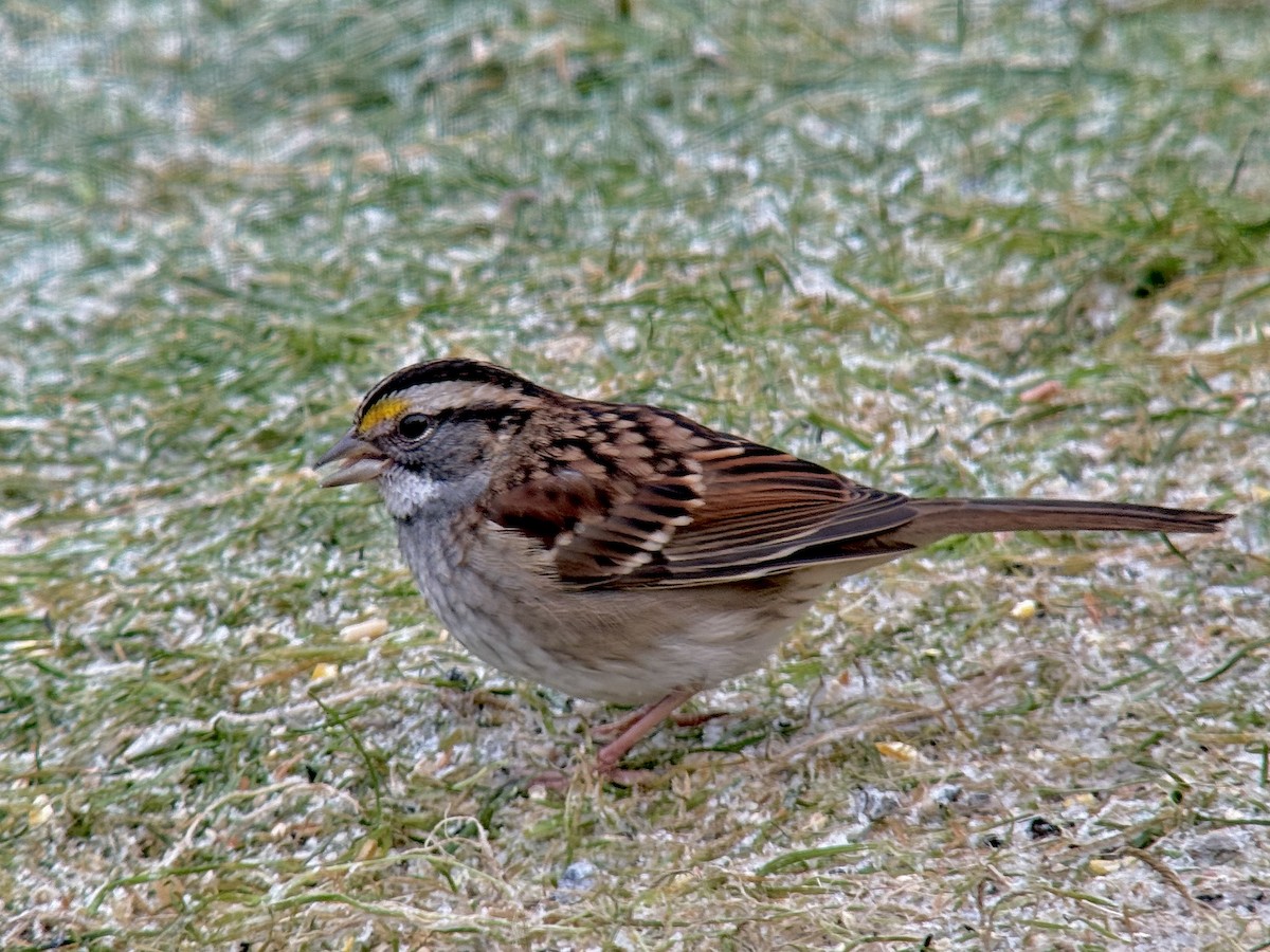 White-throated Sparrow - ML646028760