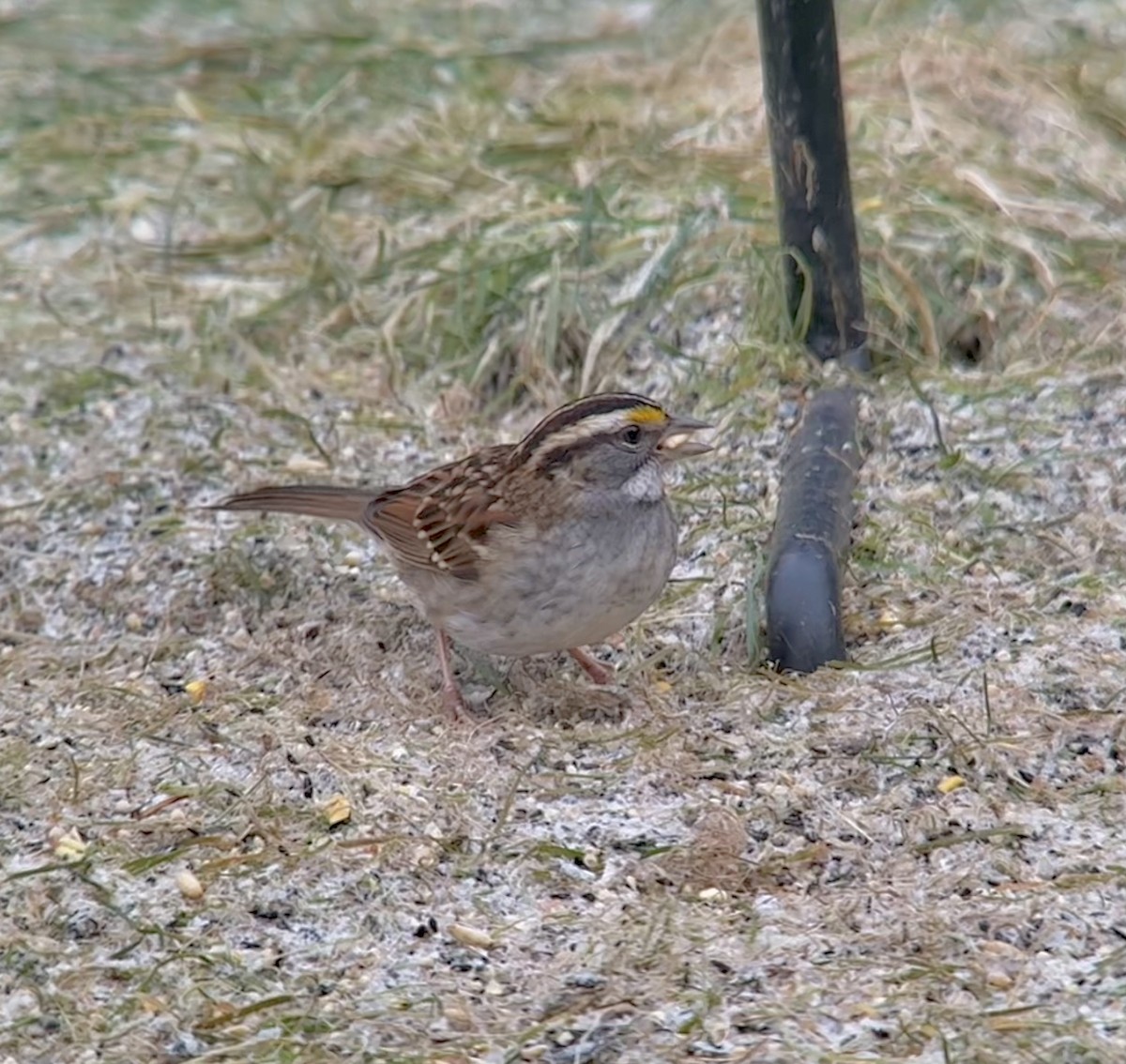 White-throated Sparrow - ML646028761