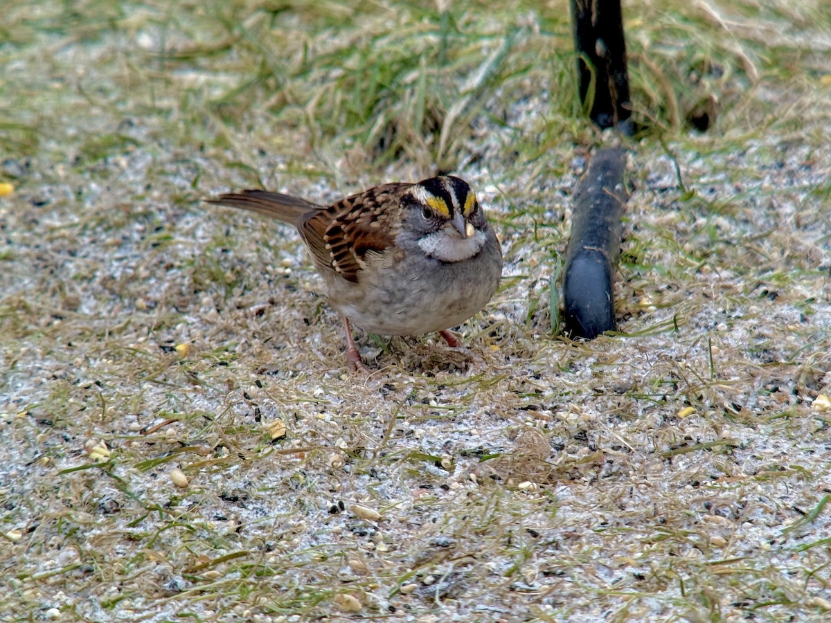 White-throated Sparrow - ML646028762